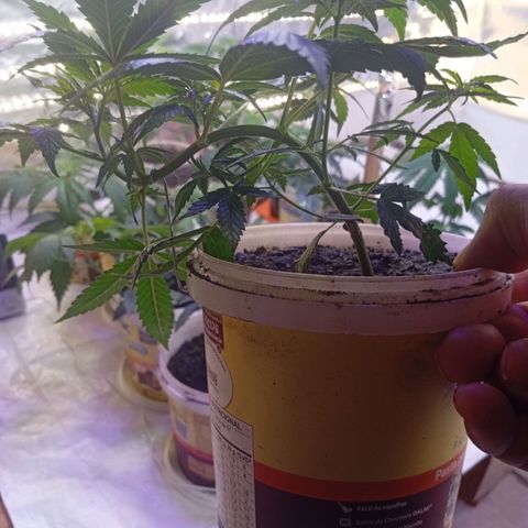 Genética desconhecida growlog timeline photo