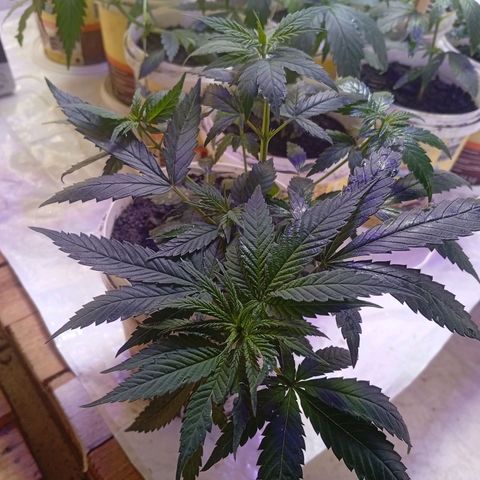 Genética desconhecida growlog timeline photo