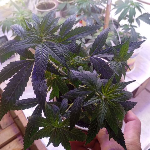 Genética desconhecida growlog timeline photo