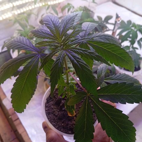 Genética desconhecida growlog timeline photo