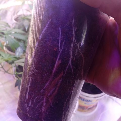 Genética desconhecida growlog timeline photo