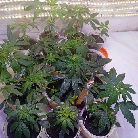 Genética desconhecida growlog timeline photo