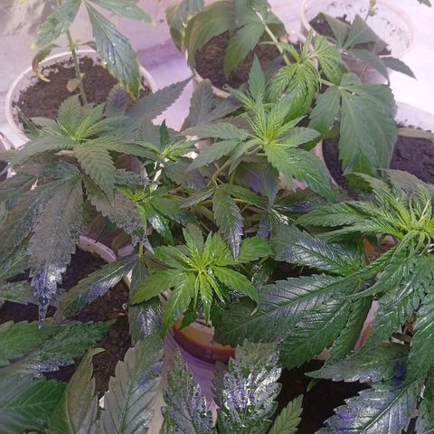 Genética desconhecida growlog timeline photo