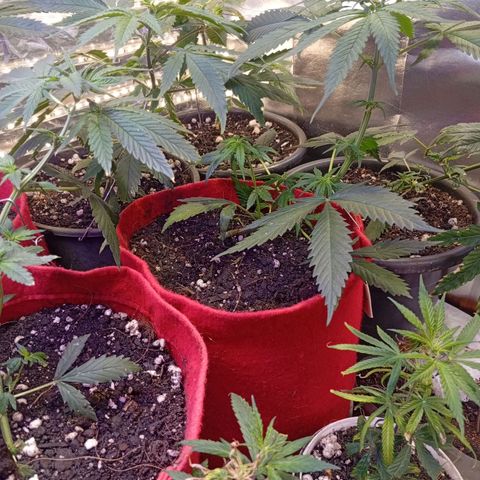 Genética desconhecida growlog photo: Vasos de 3 l e 7