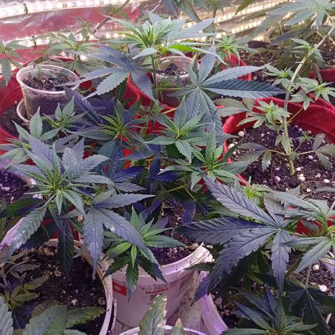 Genética desconhecida growlog photo: Vasos de 3 l e 7