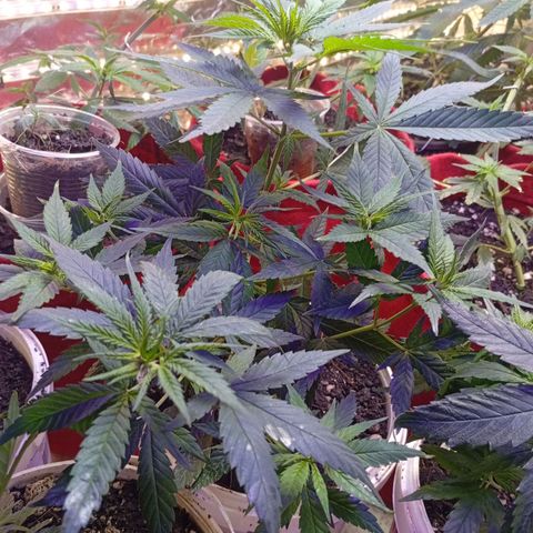 Genética desconhecida growlog photo: Vasos de 3 l e 7