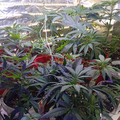 Genética desconhecida growlog timeline photo