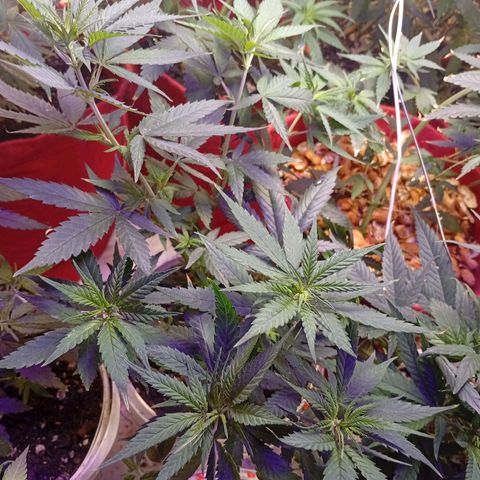 Genética desconhecida growlog timeline photo