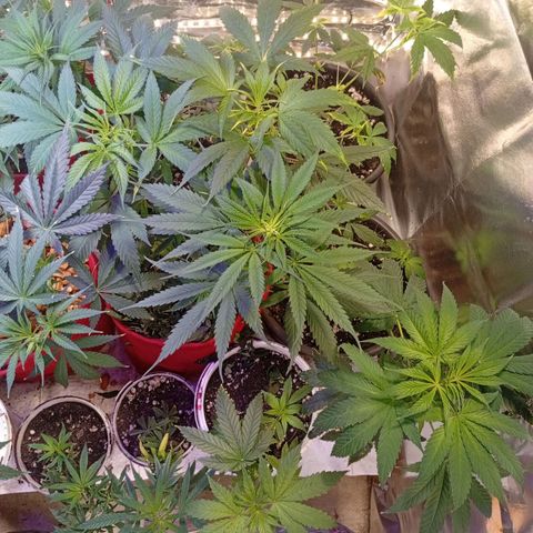 Genética desconhecida growlog timeline photo