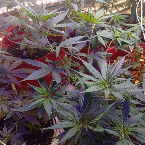 Genética desconhecida growlog timeline photo