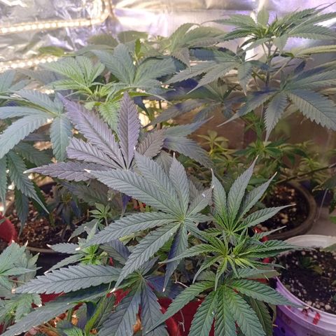 Genética desconhecida growlog timeline photo