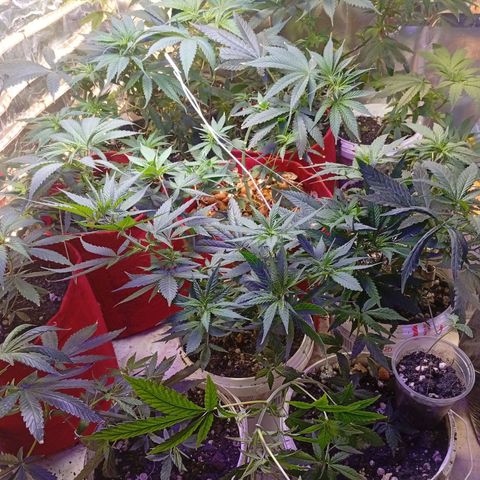 Genética desconhecida growlog timeline photo