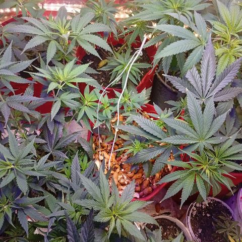 Genética desconhecida growlog timeline photo