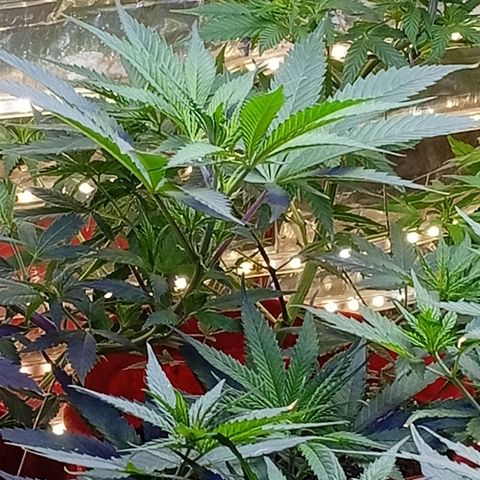 Genética desconhecida growlog timeline photo