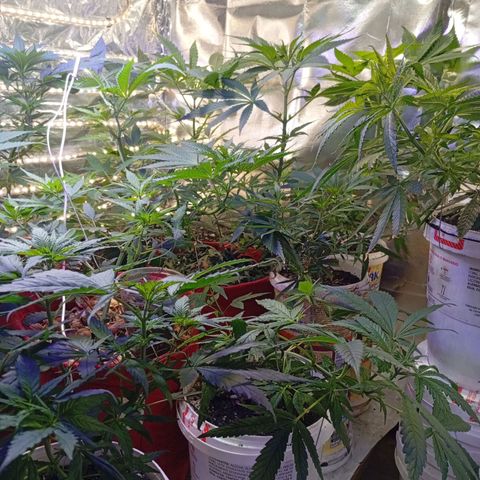 Genética desconhecida growlog timeline photo