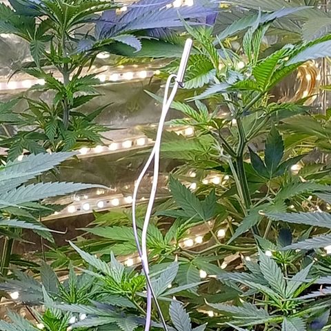 Genética desconhecida growlog timeline photo