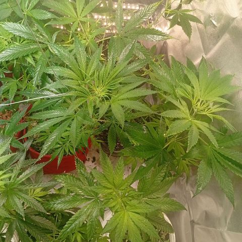 Genética desconhecida growlog timeline photo