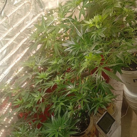 Genética desconhecida growlog timeline photo