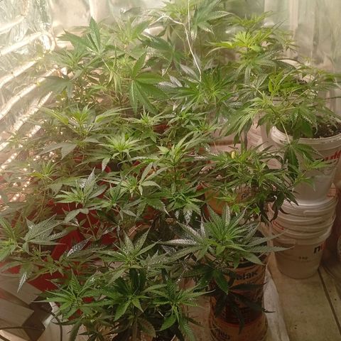 Genética desconhecida growlog timeline photo
