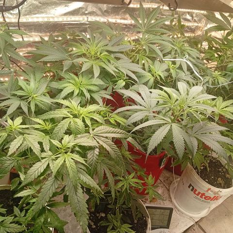 Genética desconhecida growlog timeline photo