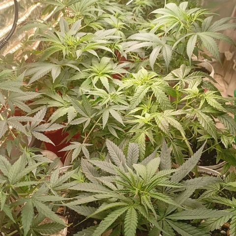 Genética desconhecida growlog timeline photo