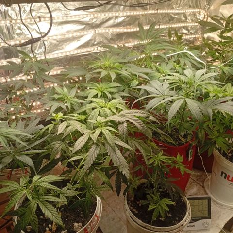 Genética desconhecida growlog timeline photo