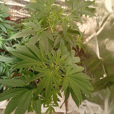 Genética desconhecida growlog timeline photo
