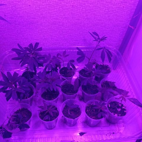 Genética desconhecida growlog photo: Clones 