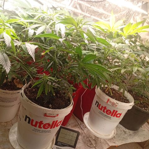 Genética desconhecida growlog timeline photo