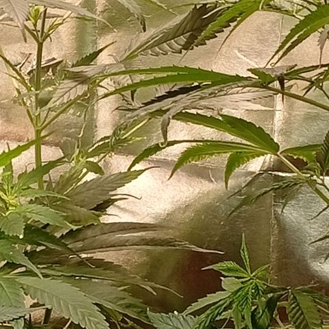 Genética desconhecida growlog timeline photo
