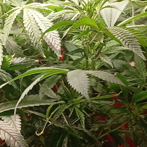 Genética desconhecida growlog timeline photo