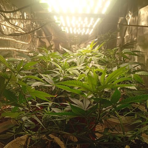 Genética desconhecida growlog timeline photo