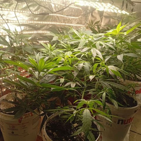 Genética desconhecida growlog timeline photo