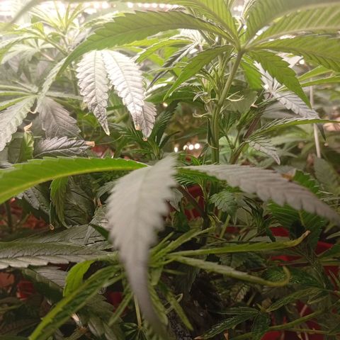 Genética desconhecida growlog timeline photo