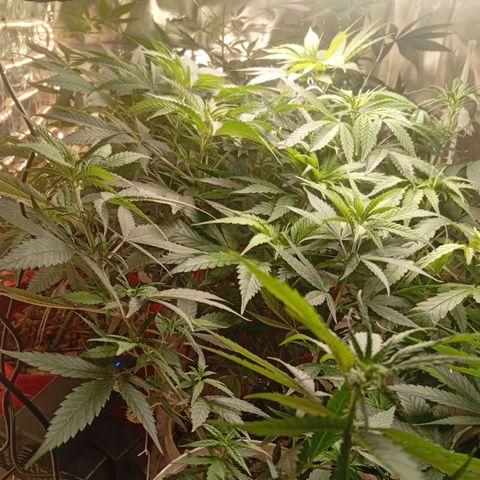 Genética desconhecida growlog timeline photo