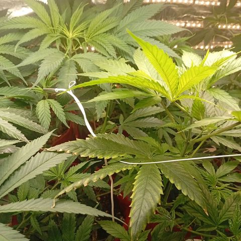 Genética desconhecida growlog timeline photo