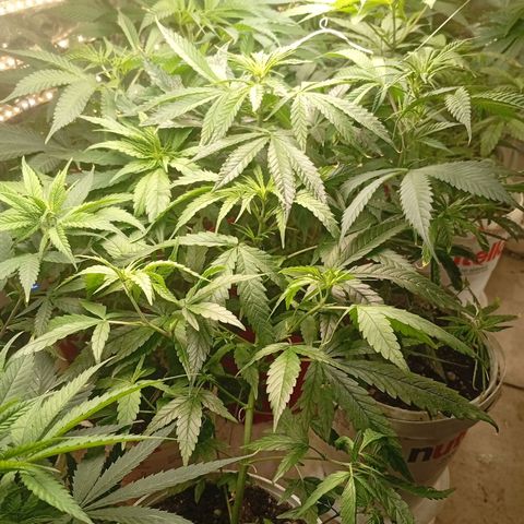 Genética desconhecida growlog timeline photo
