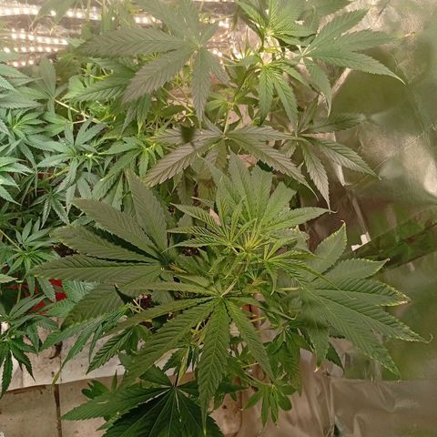 Genética desconhecida growlog timeline photo