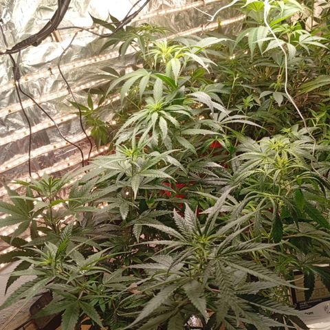 Genética desconhecida growlog photo: Fermentação de laranja com birogrow