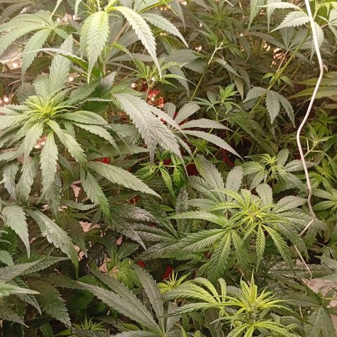 Genética desconhecida growlog photo: Fermentação de laranja com birogrow