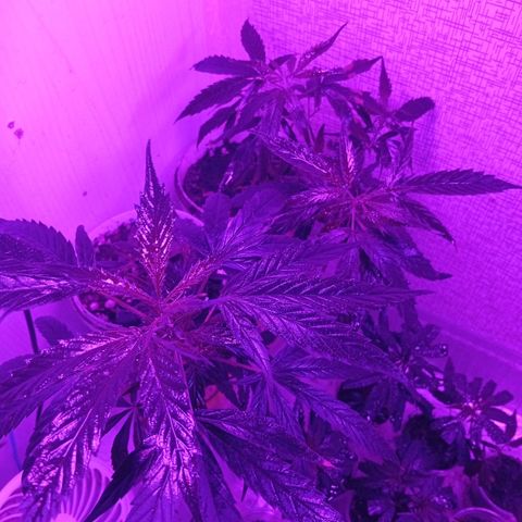 Genética desconhecida growlog photo: Fermentação de laranja com birogrow