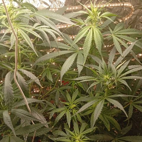 Genética desconhecida growlog timeline photo