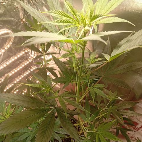 Genética desconhecida growlog timeline photo