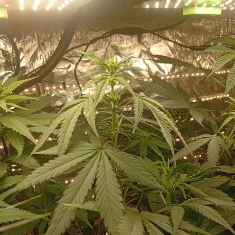 Genética desconhecida growlog timeline photo