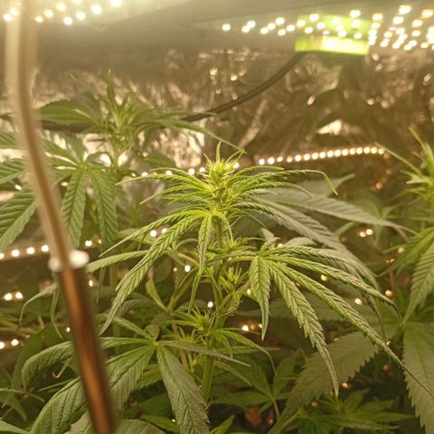 Genética desconhecida growlog timeline photo