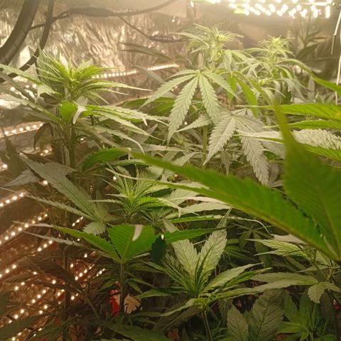 Genética desconhecida growlog timeline photo