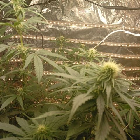 Genética desconhecida growlog timeline photo