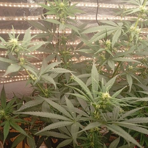 Genética desconhecida growlog timeline photo