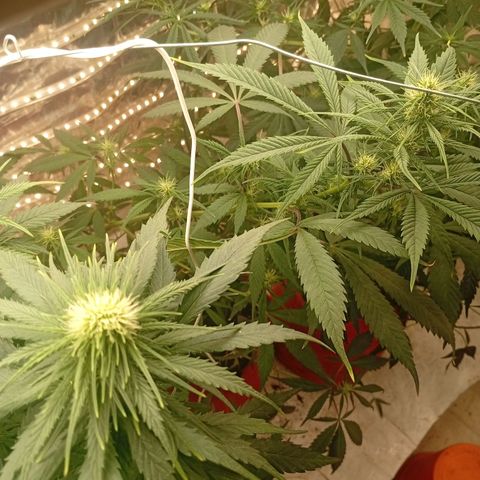 Genética desconhecida growlog timeline photo