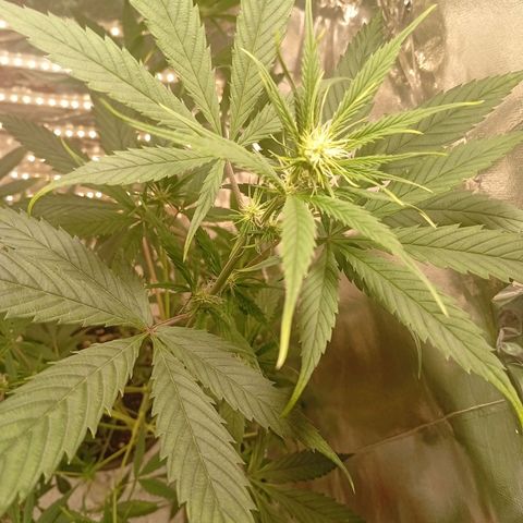 Genética desconhecida growlog timeline photo